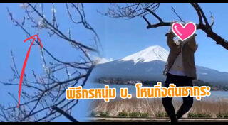 ซากุระญี่ปุ่น