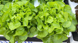 ผักไฮโดรโปนิกส์