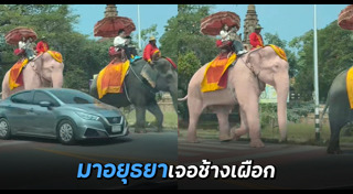 ช้างไทย