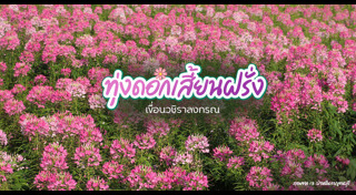 เที่ยวทุ่งดอกไม้