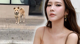 สัตว์เลี้ยงดารา