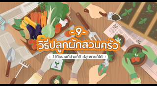 ปลูกผัก