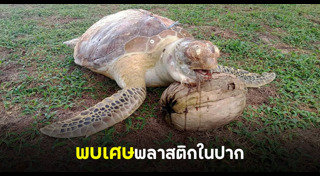 ทิ้งขยะลงทะเล