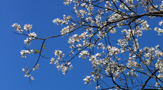 เที่ยวลำปาง