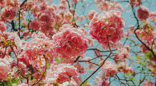 ดอกชมพูพันธุ์ทิพย์