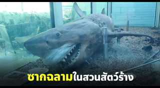 ซากสัตว์