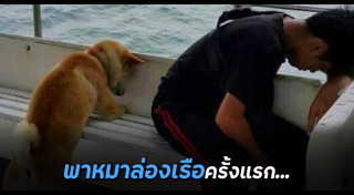 ชิบะ อินุ