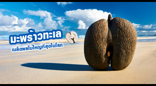 มะพร้าวทะเล