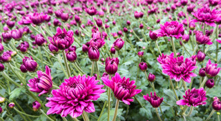 สวนดอกไม้