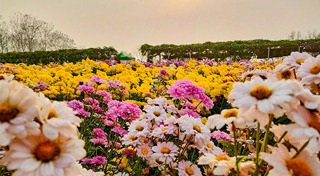 เที่ยวทุ่งดอกไม้