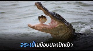 ปลาปักเป้า