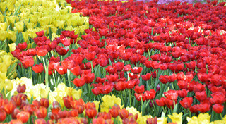 ที่เที่ยวกลางคืนเชียงใหม่