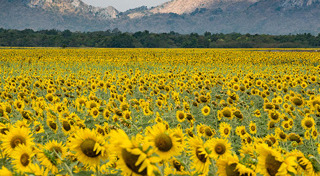 ที่เที่ยวลพบุรี