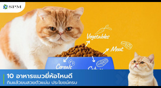 โรคของแมว