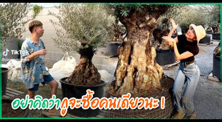 แพรี่พาย