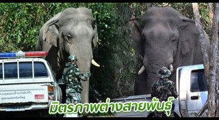 มิตรภาพคนกับสัตว์