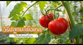 มะเขือเทศ