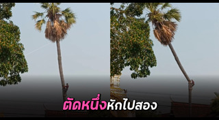 ตัดต้นไม้