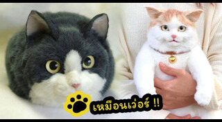 กระเป๋าสะพายข้าง