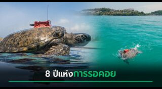 สัตว์ทะเล