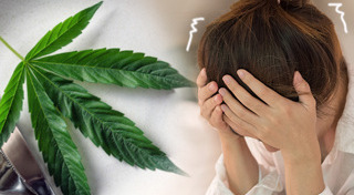 น้ำมันกัญชา