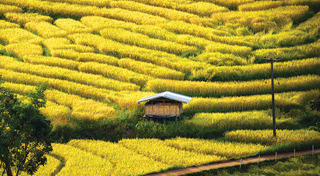 นาขั้นบันได