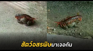 สัตว์มีพิษ