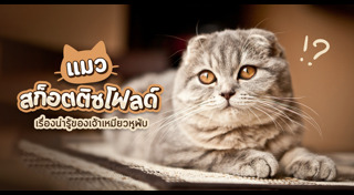 พันธุ์แมว