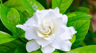 ปลูกไม้ดอก