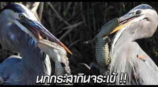 นกกระสา