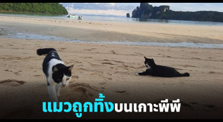 แมวถูกทิ้ง