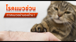 โรคของแมว
