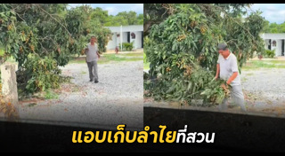 สวนผลไม้