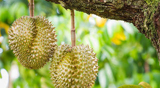 สวนผลไม้