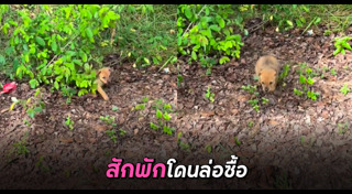 สุนัขจรจัด