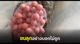 ขนมญี่ปุ่น