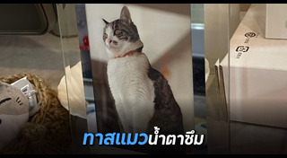 อาหารแมว