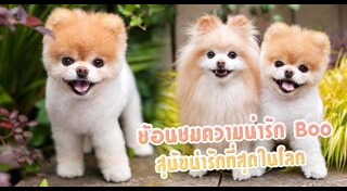 ปอมเมอเรเนียน