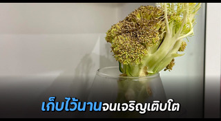 บรอกโคลี