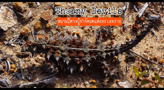 กิ้งก่า
