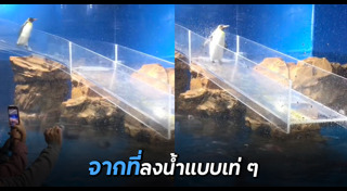 เพนกวิน