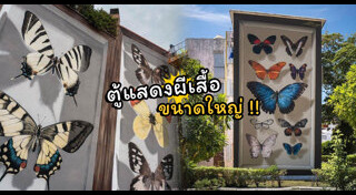 ภาพวาด 3 มิติ