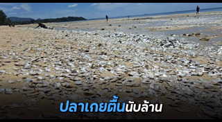 สัตว์เกยตื้น