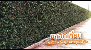 รั้วต้นไม้