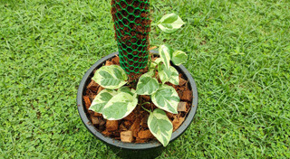 ไม้เลื้อย