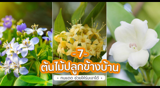 ต้นไม้จัดสวน