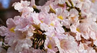 ดอกชมพูพันธุ์ทิพย์