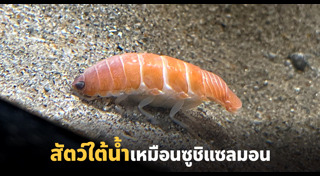 สัตว์น้ำ