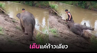 ช้าง