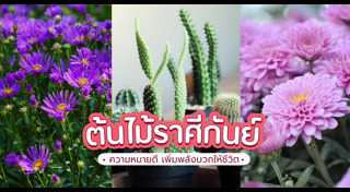 ปลูกต้นไม้